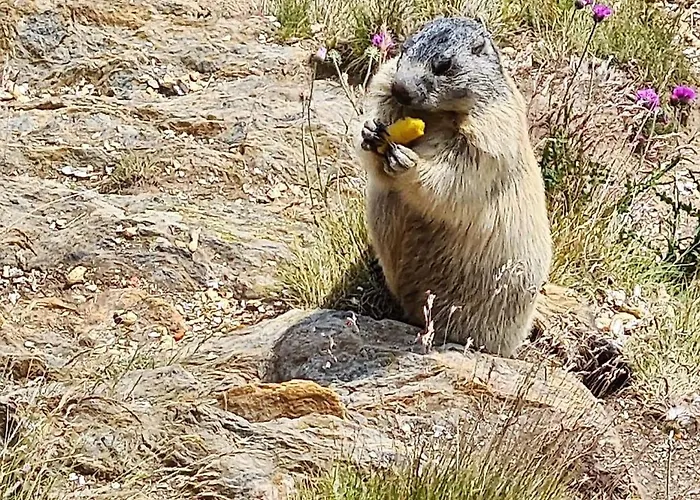 Kristall F ザース・グルント